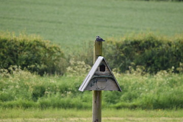Big bird house on a pole