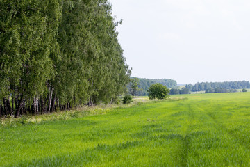 Obraz premium Green field and meadow. Summer and nature.