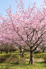 Obraz premium カワヅザクラ