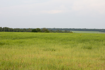 Green field and meadow. Summer and nature.