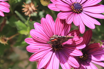 flowers and butterfly