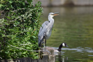 Naklejka premium A heron with its tongue visible