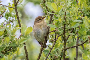 Spatz auf einem Ast in einem Baum