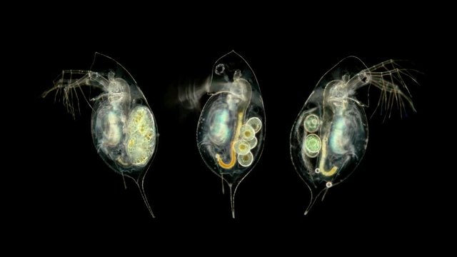 plankton, Daphnia under the microscope, water flea, species Daphnia galeata, is a zooplankton crustacean, the head looks like a pointed helmet, which, depending on the season, may decrease or increase