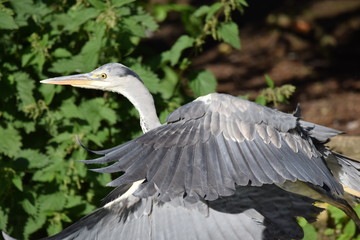 A grey heron flying