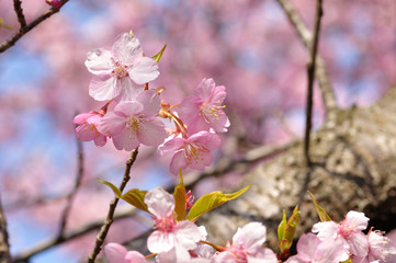 カワヅザクラ