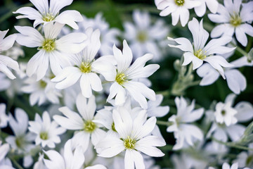 Fototapeta premium Cerastium tomentosum(Snow-In-Summer) flower bushes in garden 