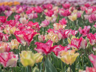 Rote und Gelbe Tulpen auf einem Tulpenfeld