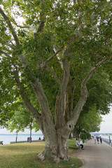 Alter Baum an der Uferpromenade in Bregenz am Bodensee