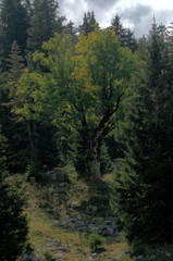 Fototapeta na wymiar Maple on Palfries in Autumn, Swiss Alps