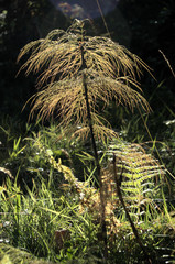 Horsetail in woods above Walenstadt, Swiss Alps