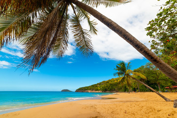 Coconut palm tree leaning over La Perle beach in Guadeloupe