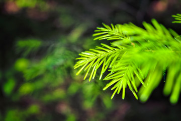 Spruce branch on a blurred green forest background.