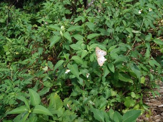 green plants in the garden