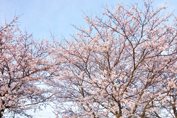 桜咲く