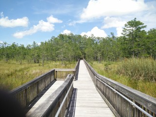 Obraz premium bridge in the forest