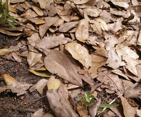 autumn leaves on the ground