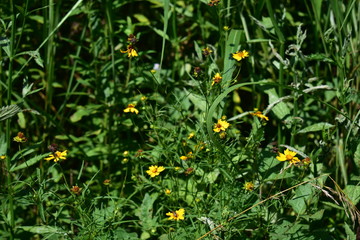 Yellow flowers