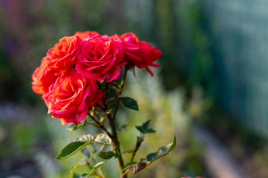 Roes-Flower-Bilder: Stock-Fotos & -Videos. | Adobe Stock