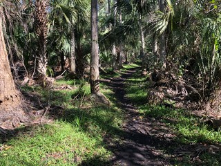 Fototapeta premium path in the forest