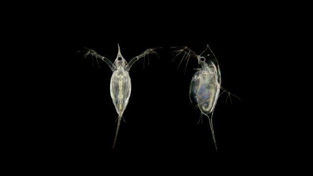 plankton, Daphnia under the microscope, water flea, species Daphnia galeata, is a zooplankton crustacean, the head looks like a pointed helmet, which, depending on the season, may decrease or increase