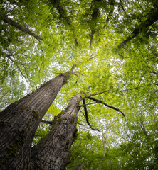 beautiful mysterious forest, bottom view on beech trees and treetop crowns in springtime