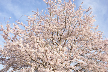 桜咲く