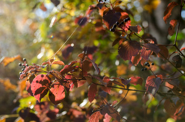 Autumn tree with big bright red leaves.