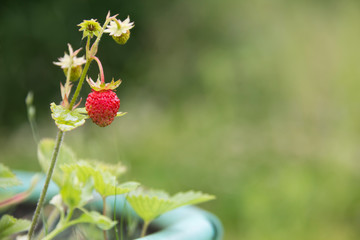 Wild strawberry plant with green leafs and ripe red fruit 