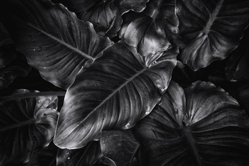 Leafs from above in black and white Lily