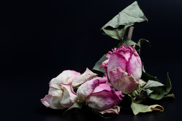 Three withered roses on a black background