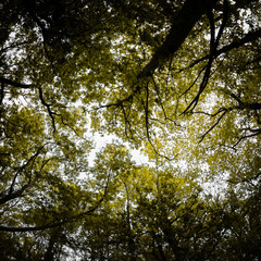 beautiful mysterious forest, bottom view on beech trees and treetop crowns in springtime