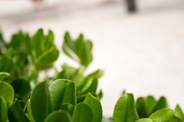 Tropical plants with beach in background. 