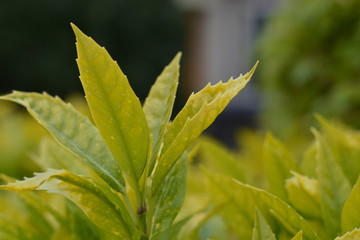 green leaf closeup in the spring with other plant background