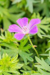 pink flower