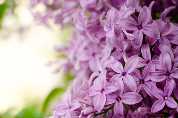 Naklejka na ściany i meble Close up picture of bright violet lilac flowers. Abstract romantic floral background.