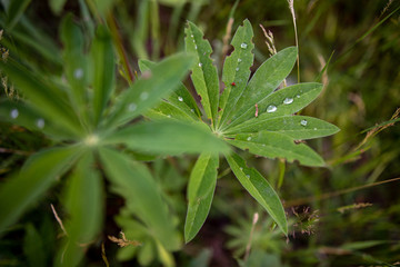Colorful lupine flowers growing in the meadow.View of blue blooming lupine flowers.