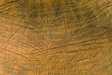 Fototapeta premium Natural wooden texture for the background. Cross section