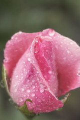 Vintage Flower rose with drops of water, close up detail