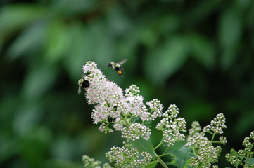 Bee buzzing above a flower