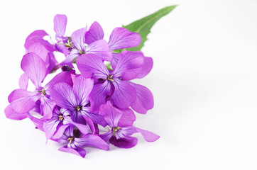 Fototapeta na wymiar Small purple flower. Spring violet phlox flower against white background.