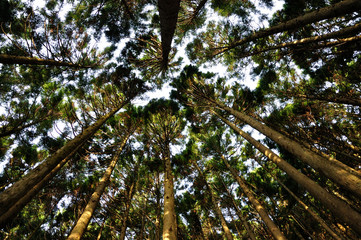 Fototapeta premium 朝日の木漏れ日