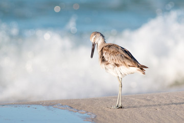Willet bird on a white sandy beach with waves in the backround. - 273549123