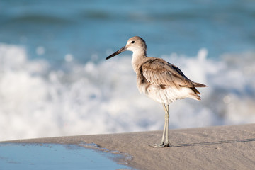 Willet bird on a white sandy beach with waves in the backround.
