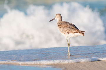 Willet bird on a white sandy beach with waves in the backround. - 273549163