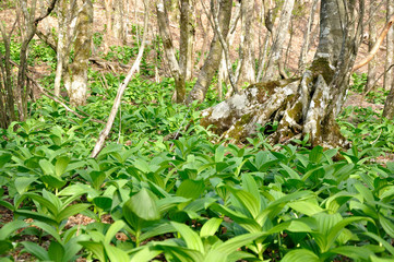 若葉生える県界尾根