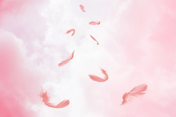 Beautiful collection pink feather floating in air isolated on pink sky pastel tone background