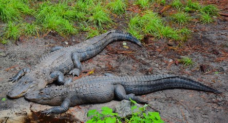 A pair of wild American Alligators soak up some sun on the bank of a South Georgia swamp.