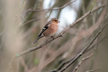 Male chaffinch on a twig