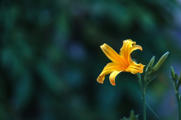 Fototapeta na wymiar yellow lily flower on green background